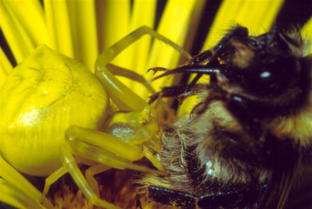 Thomisidae, Araneus, opilione